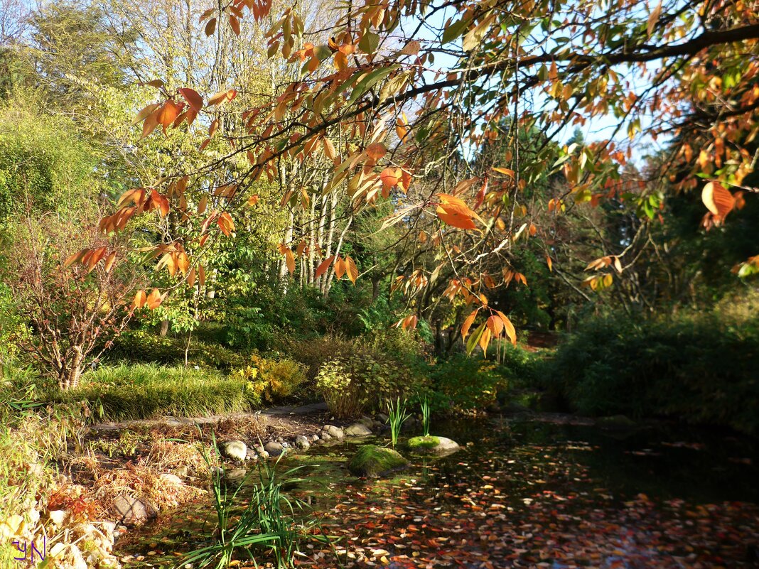 Осень в ботаническом саду - Nina Yudicheva