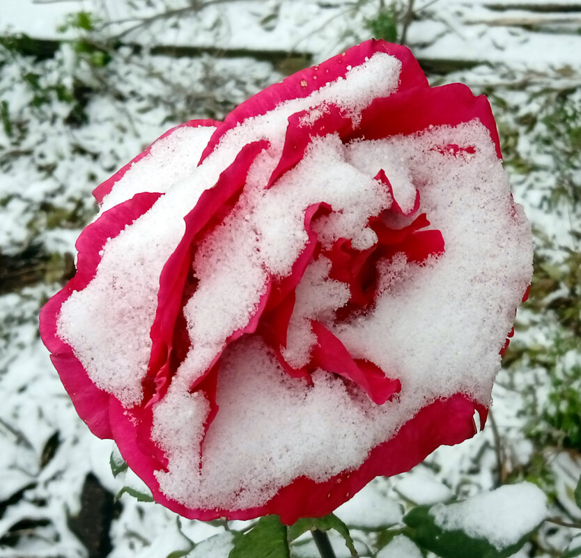 Роза в снегу. - Руслан Сорочинский