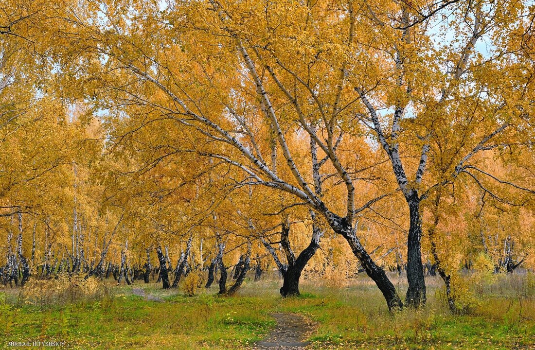 В октябрьской роще - Mikhail Irtyshskiy