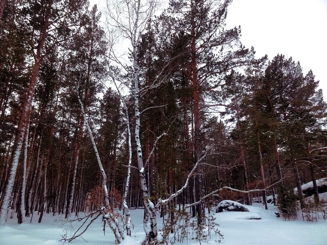 Ноябрьский лес... - Андрей Хлопонин
