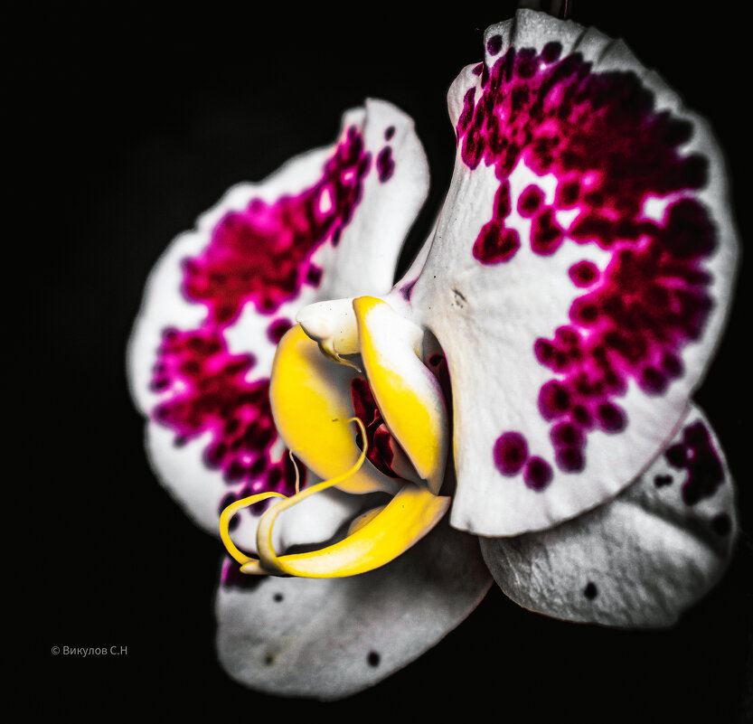 Орхидея - Sergei Vikulov
