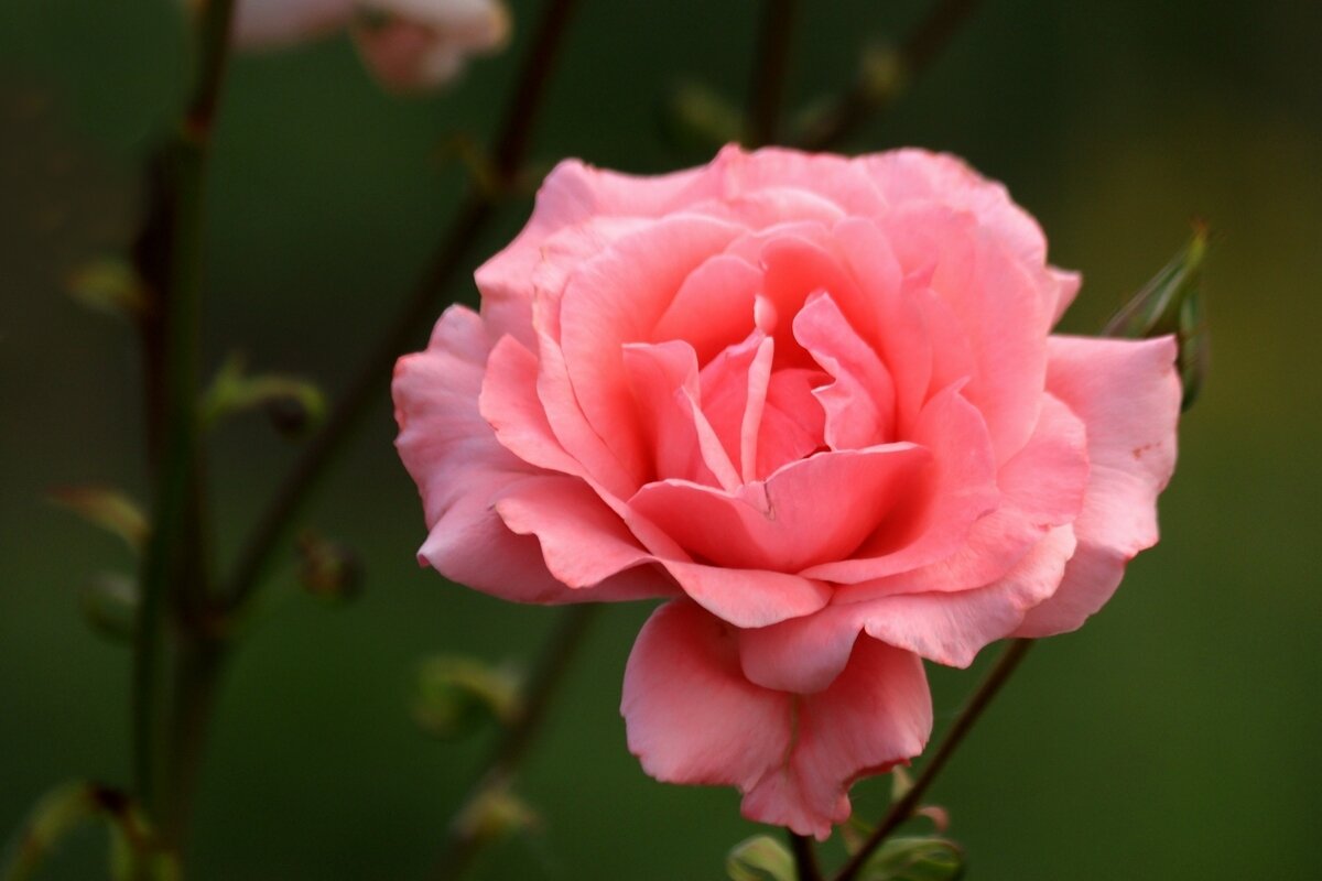 Прелестная роза блистала в саду - Юрий. Шмаков