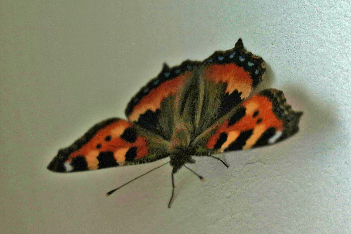Домашняя бабочка - Светлана 