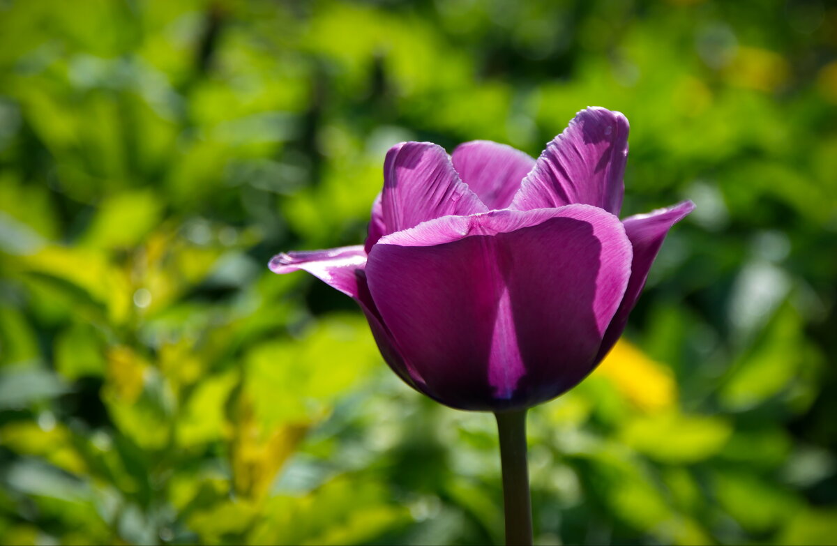 Тюльпан - lady v.ekaterina
