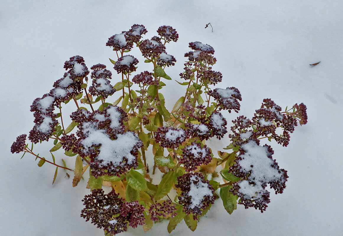 Цветы на снегу - Светлана 