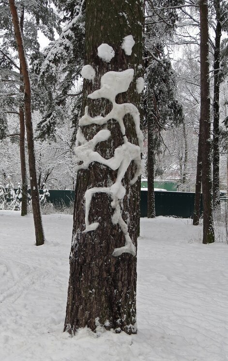 Рисунки на деревьях - Вера Щукина