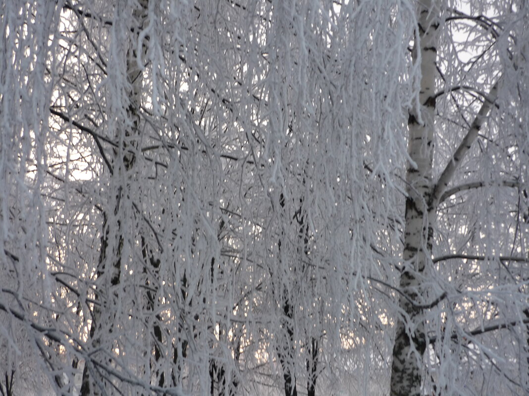 Деревья в снегу - Ольга 