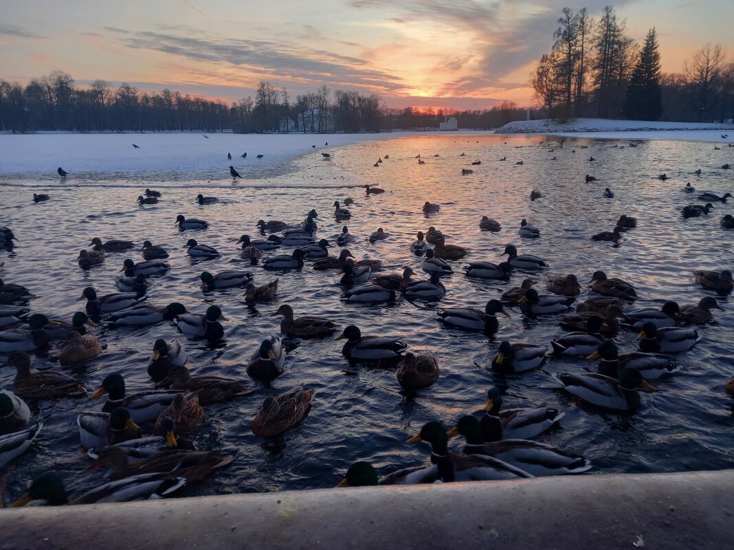 Утки - Сапсан 