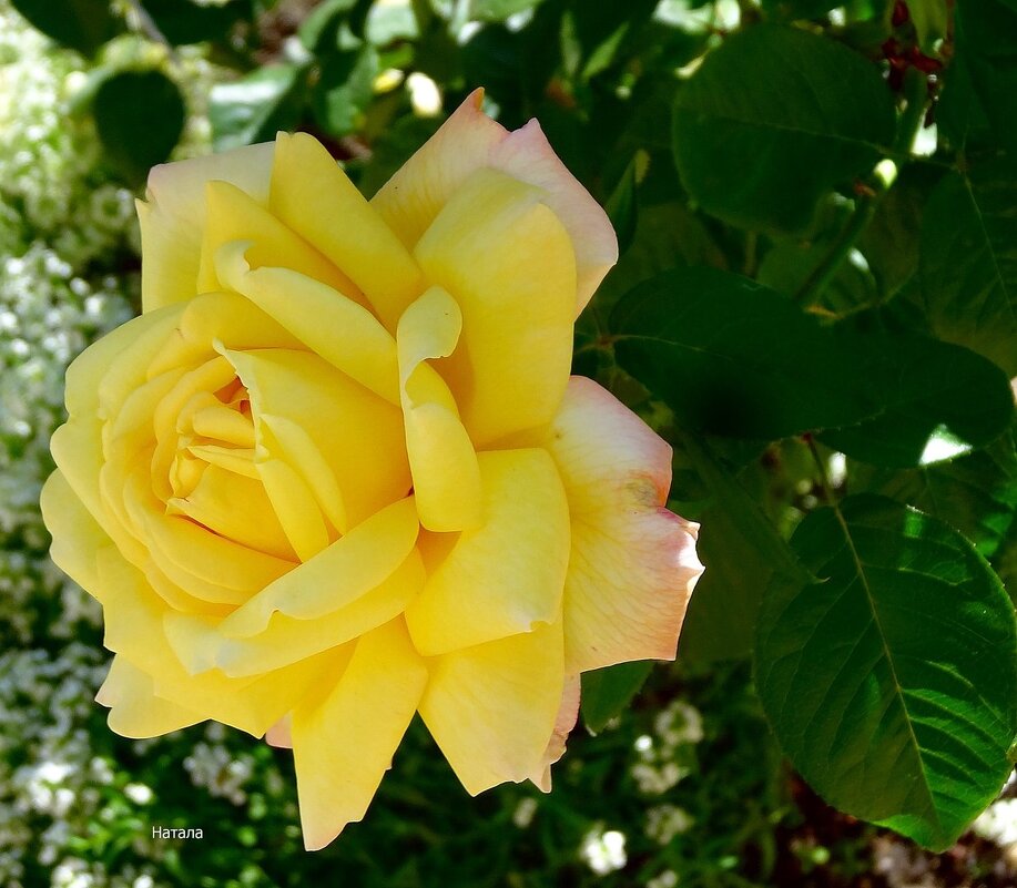 Желтая осенняя роза - Натала ***