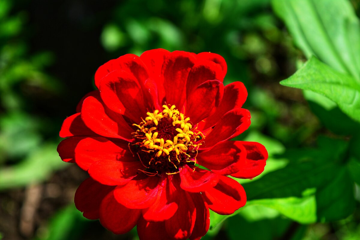 Красный цветок - Наталья Светлова