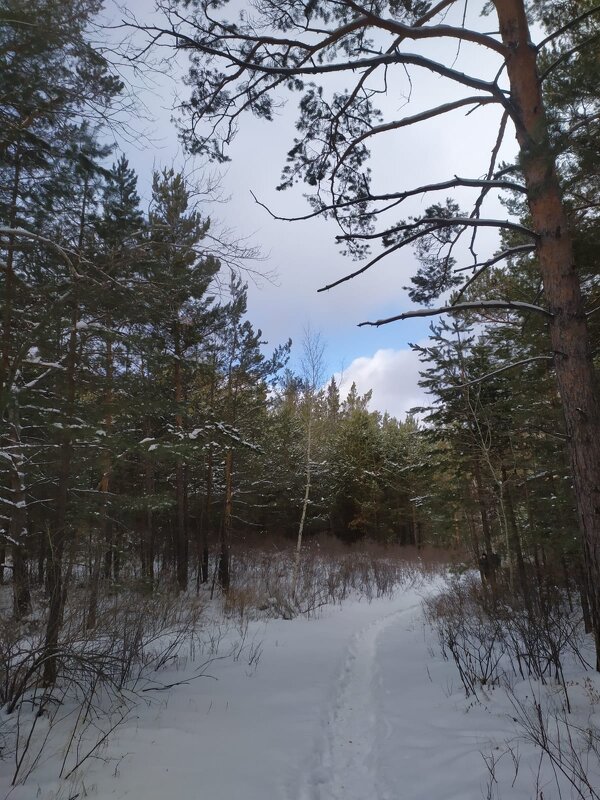 В лесу,зима... - Георгиевич 