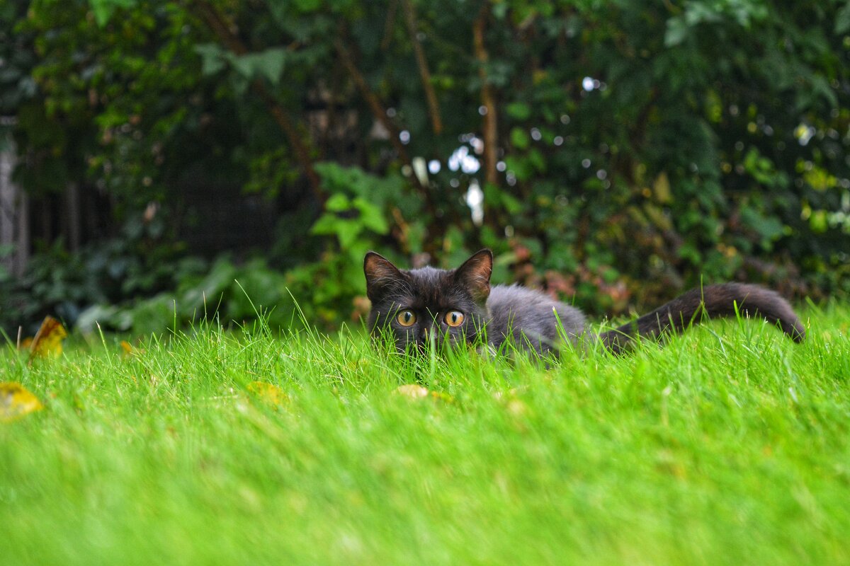 Котенок в траве - Наталья Светлова