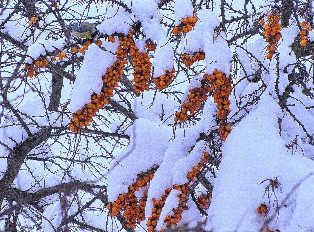 Засыпало - Людмила Смородинская