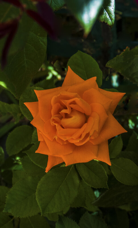 Оранжевая роза - Валентин Семчишин