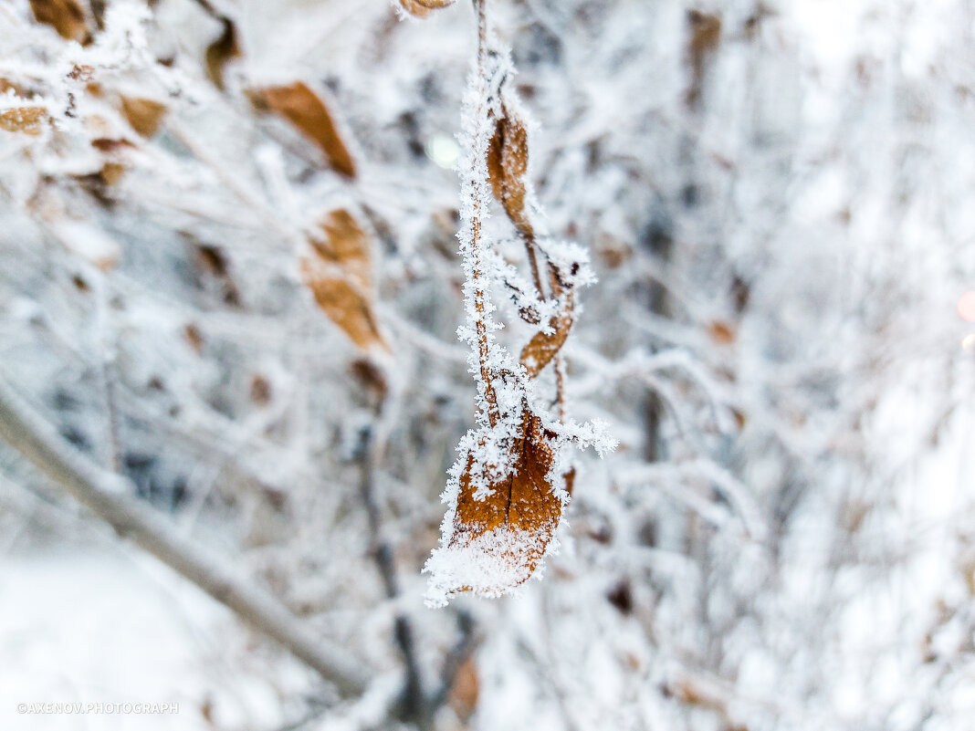 Морозный иней на листьях - Андрей Аксенов