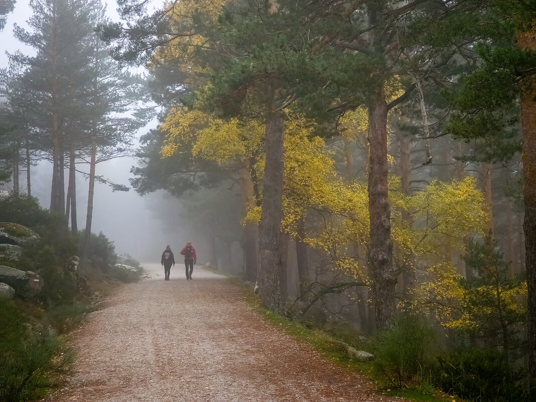 Осенний, туманный лес - Валерий Т