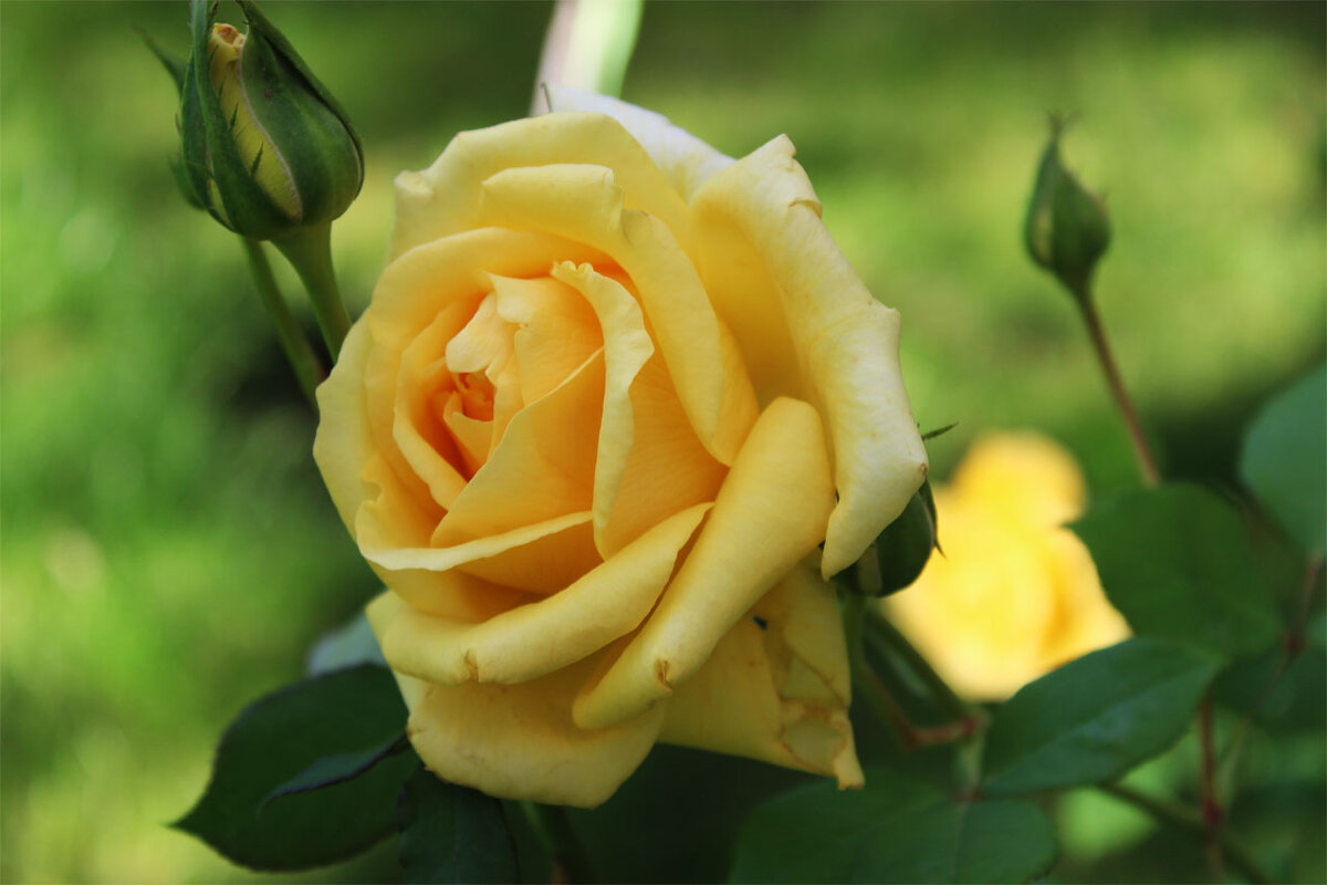 роза желтая - Любовь ***