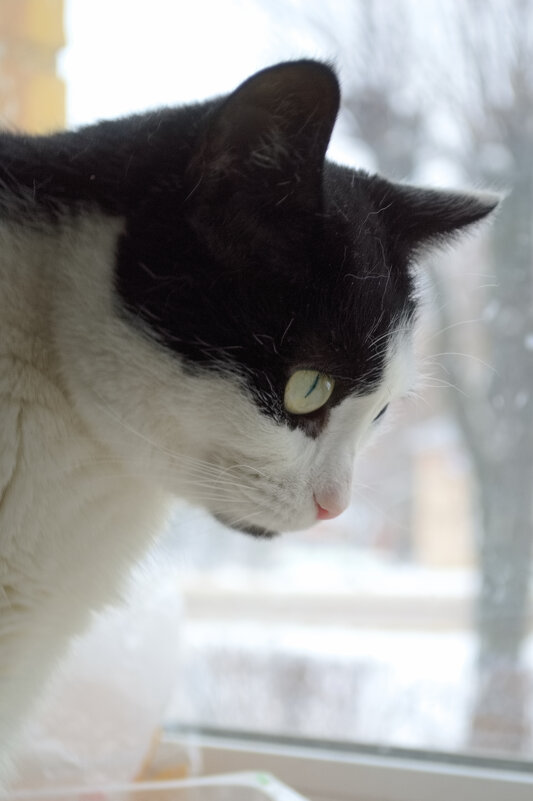 Кошка на окне - Марина Кушнарева