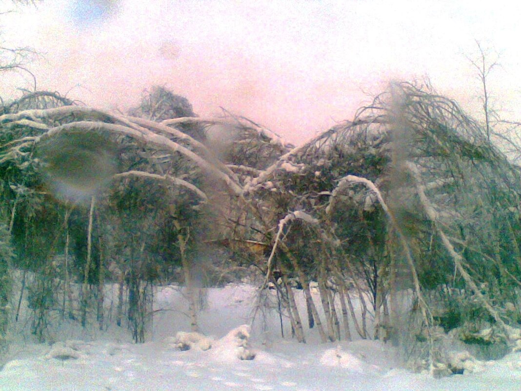 Последствие леденого дождя 2011-01 - Сергей Тимоновский