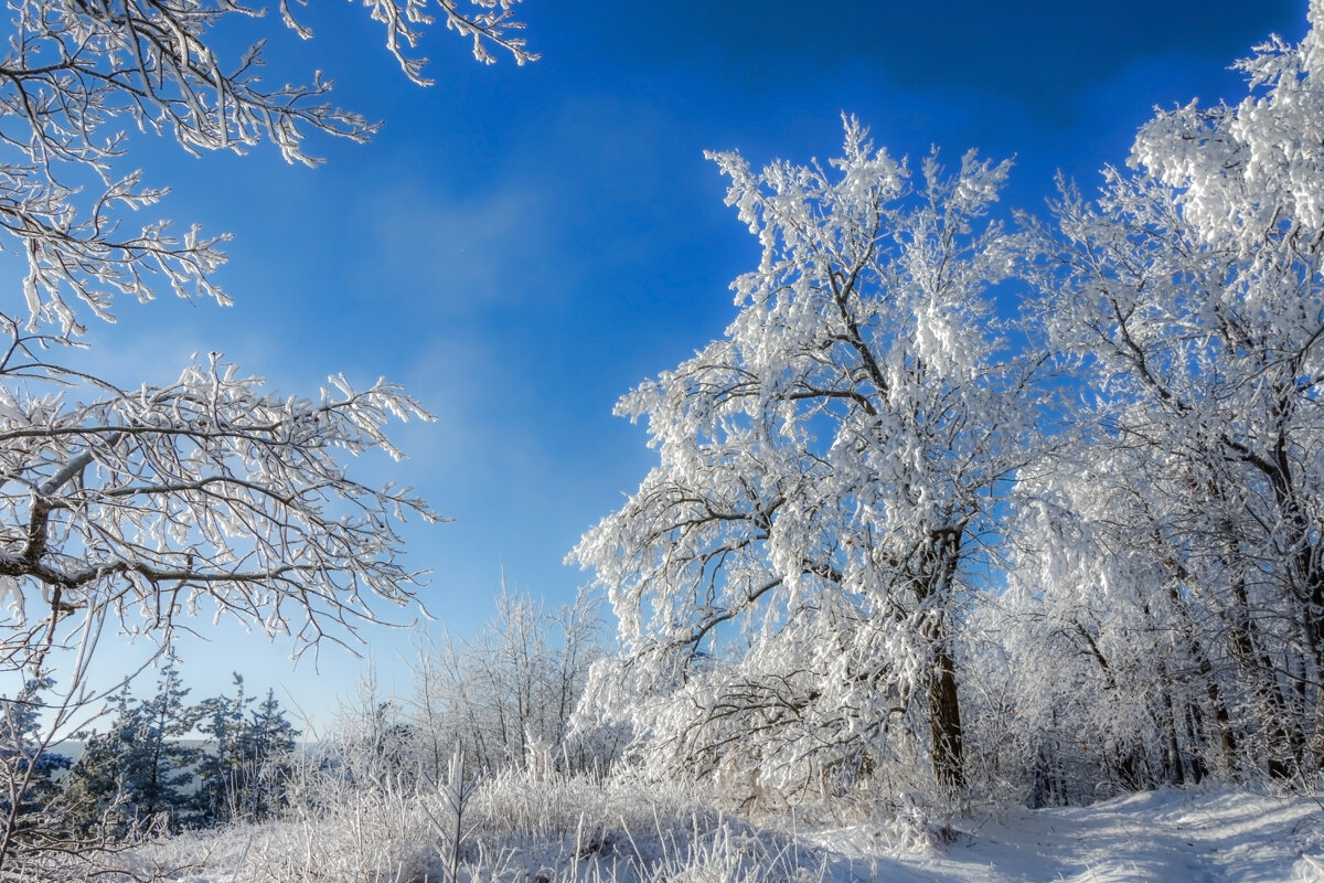 Зима дарит возможность мечтать о волшебстве и чуде... - Наталья Димова