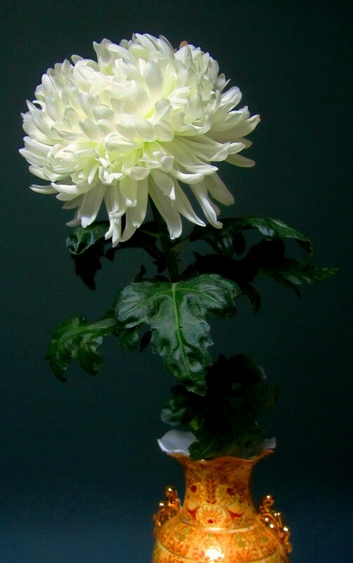 Белая хризантема в вазе - Сергей Карачин