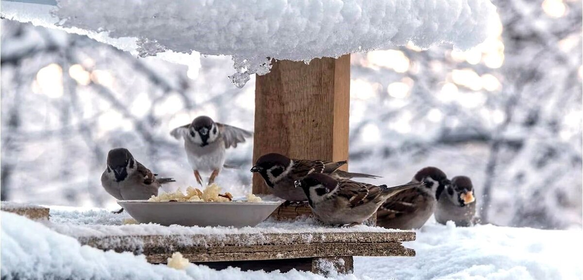Немедленно покормите птиц - Oleg Ustinov