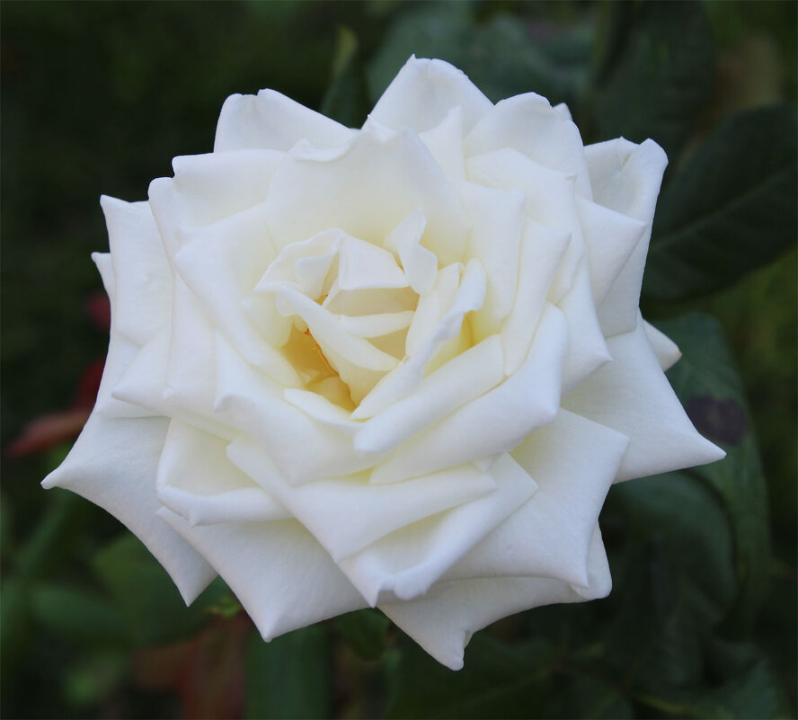 белая роза - Любовь ***