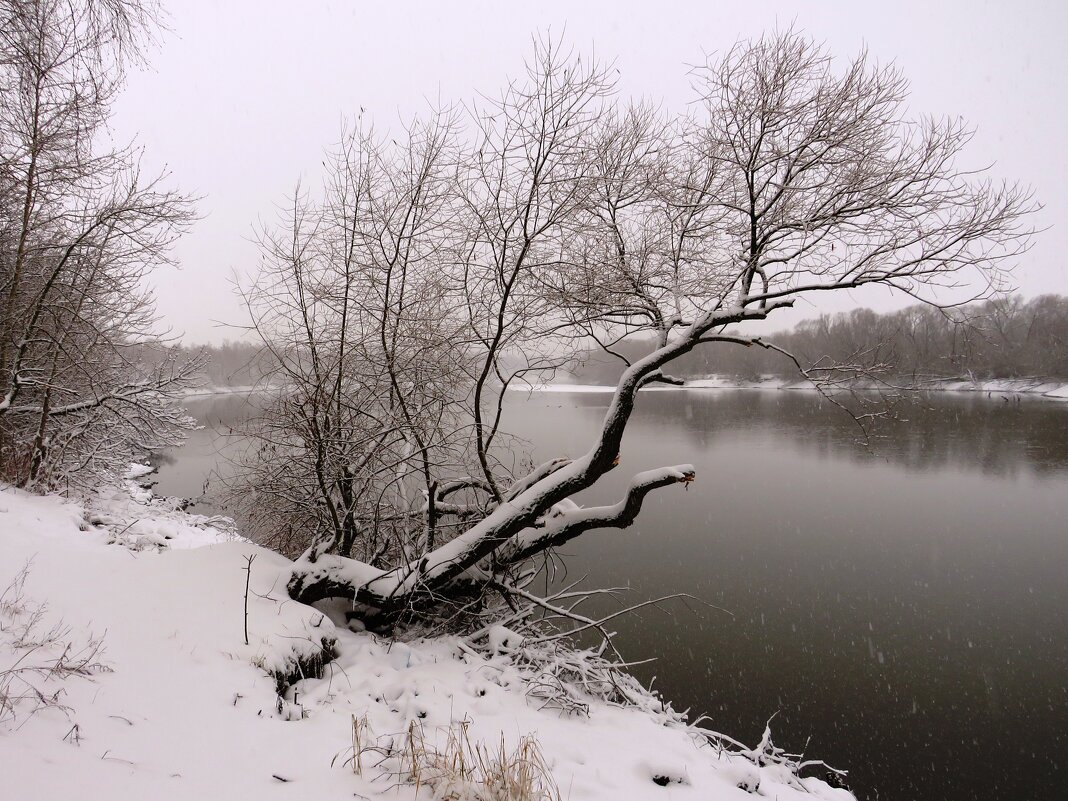 Дерево над зимней рекой - Андрей Снегерёв