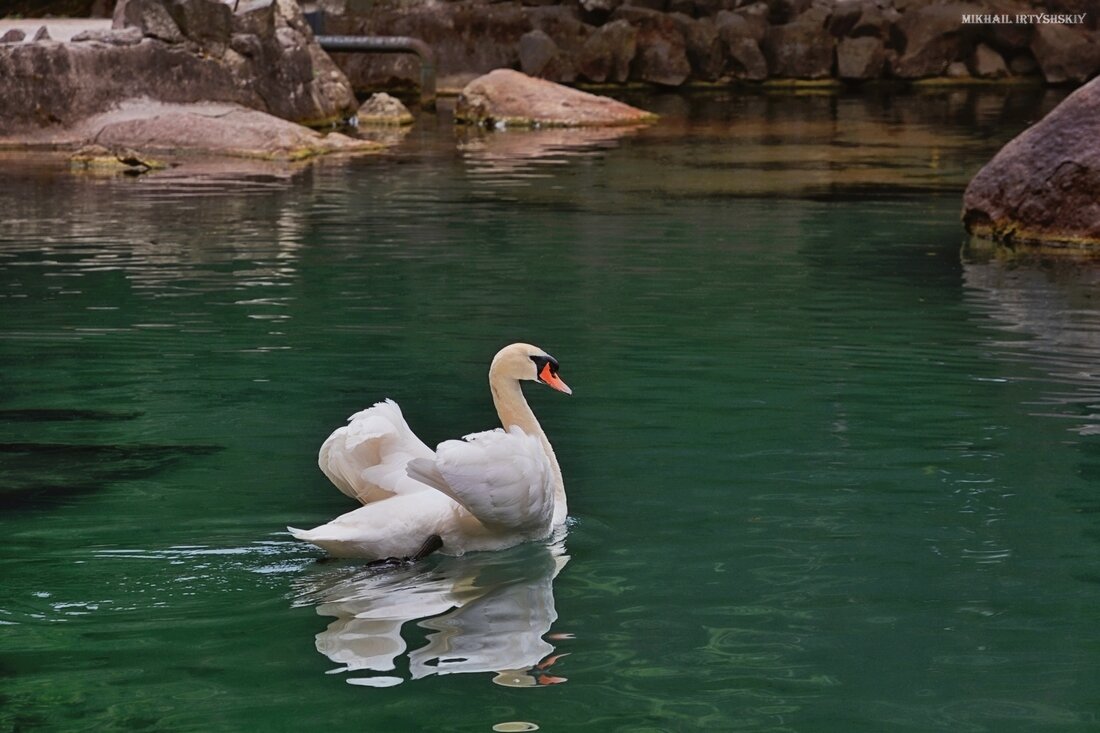 А белый лебедь на пруду... - Mikhail Irtyshskiy