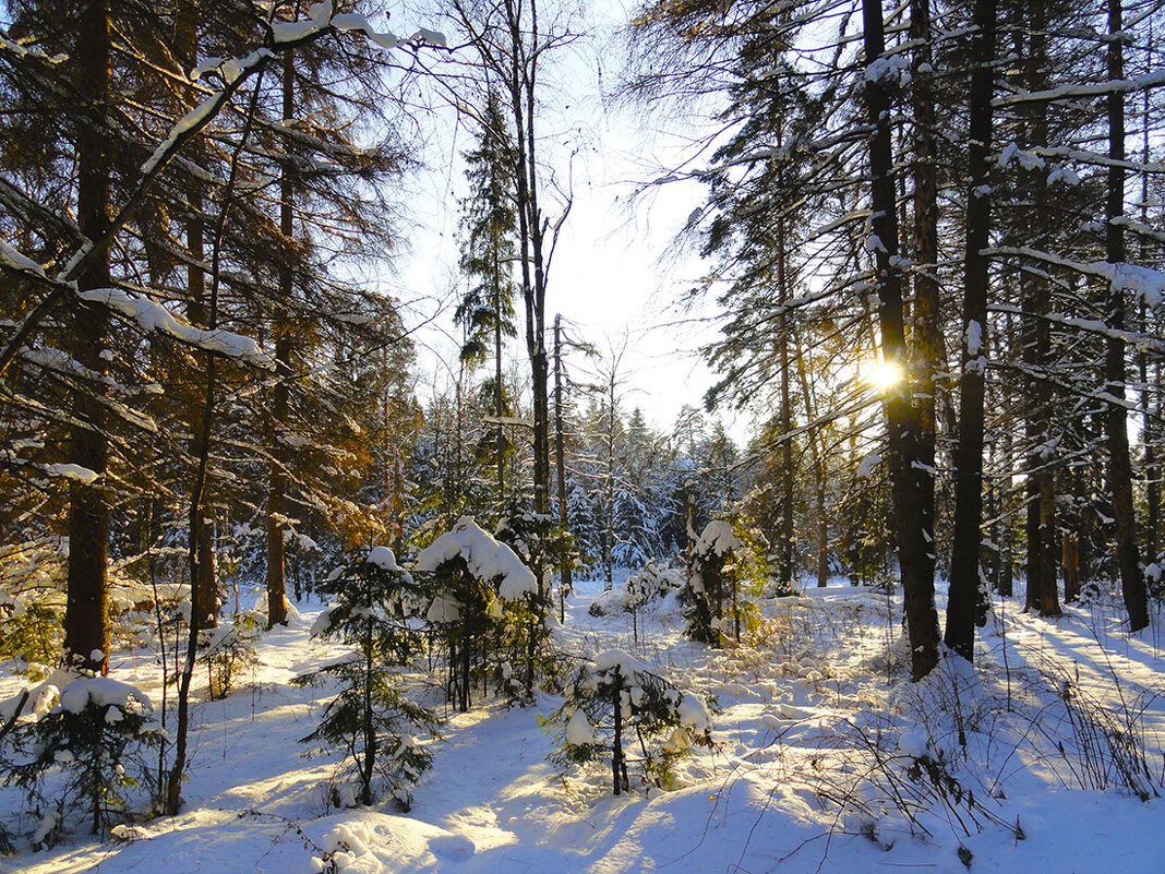зимний лес - Ольга 