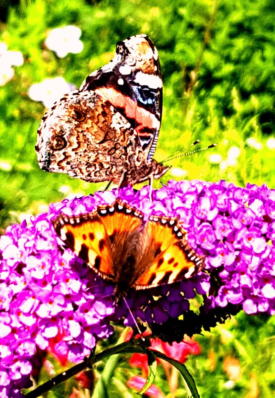 Бабочки любят Будлею в саду... - ГЕНРИХ 