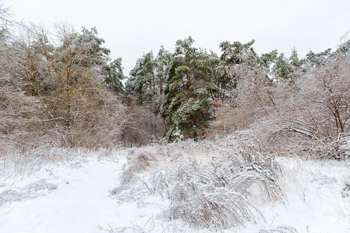 Снежный морозный пейзаж - Александр Синдерёв