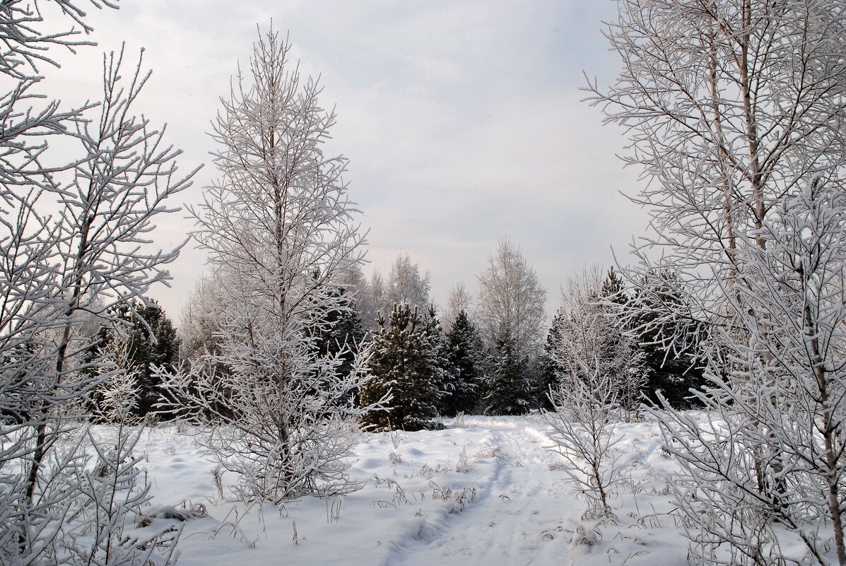 Зимний пейзаж - lyudmila Курлова