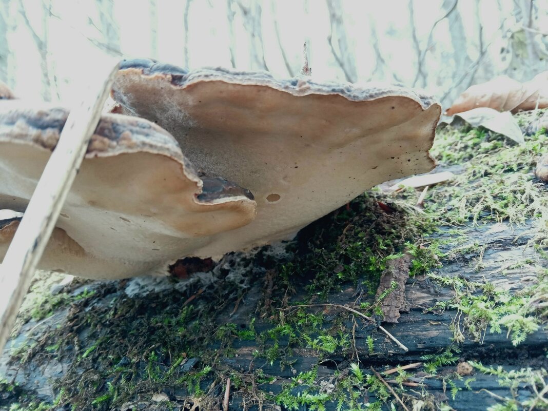 древесные грибы - Heinz Thorns