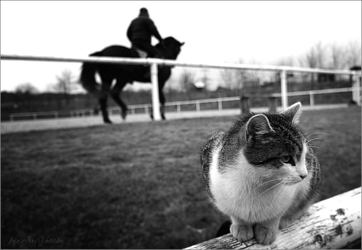 С лошадьми это сама кошка - Jiří Valiska