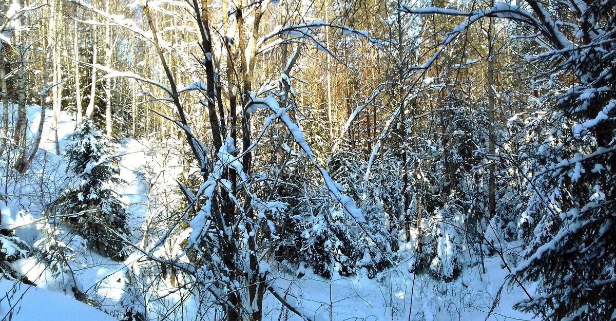 снег в лесу - Владимир 