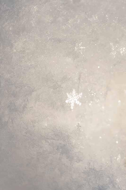Снежинка, освещённая солнцем - Дарья Меркулова