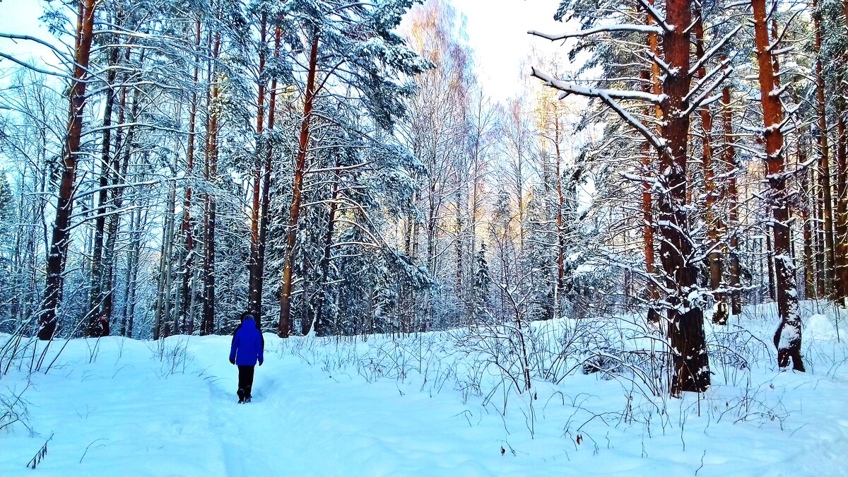 морозный день в лесу - Владимир 
