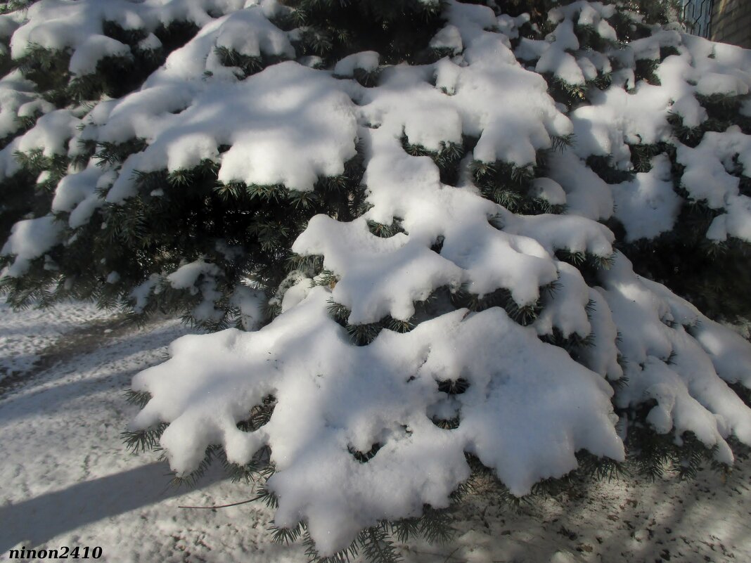 Долгожданный снег - Нина Бутко