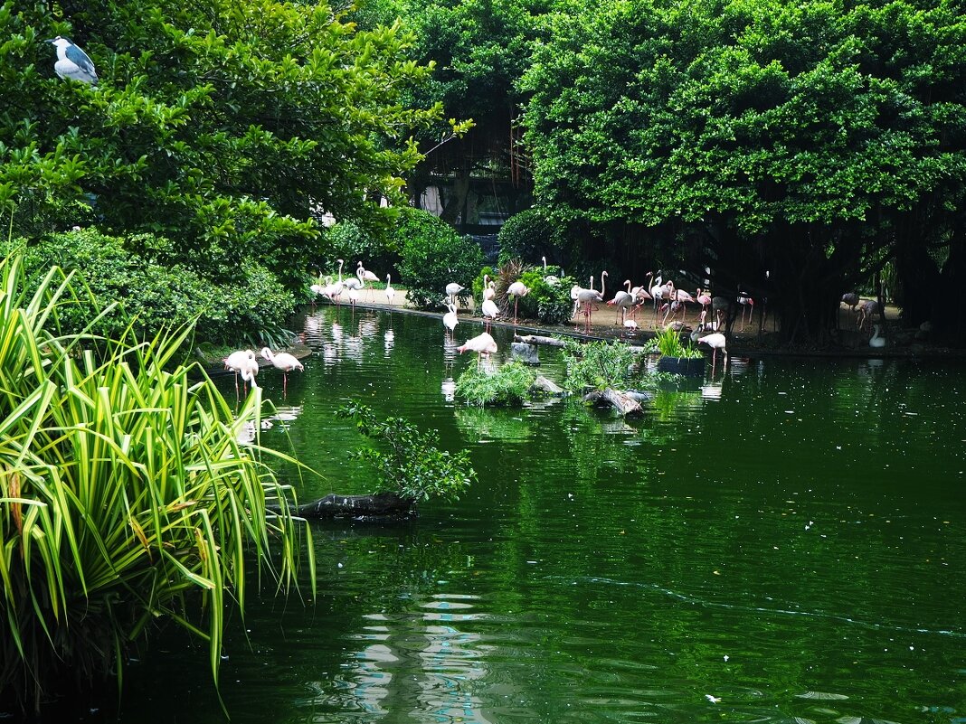 Птичье озеро Kowloon Park  Гонконг Китай - wea *