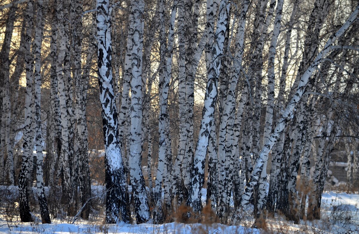 Омск - Savayr 