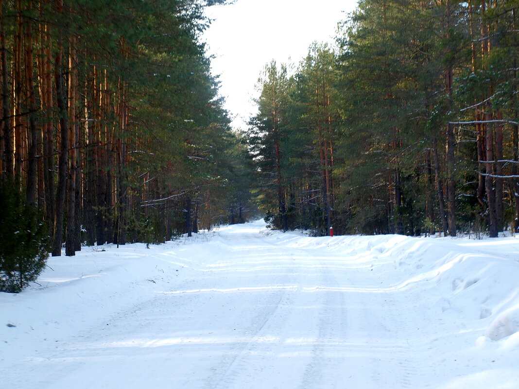 Зима в лесу - Сергей 
