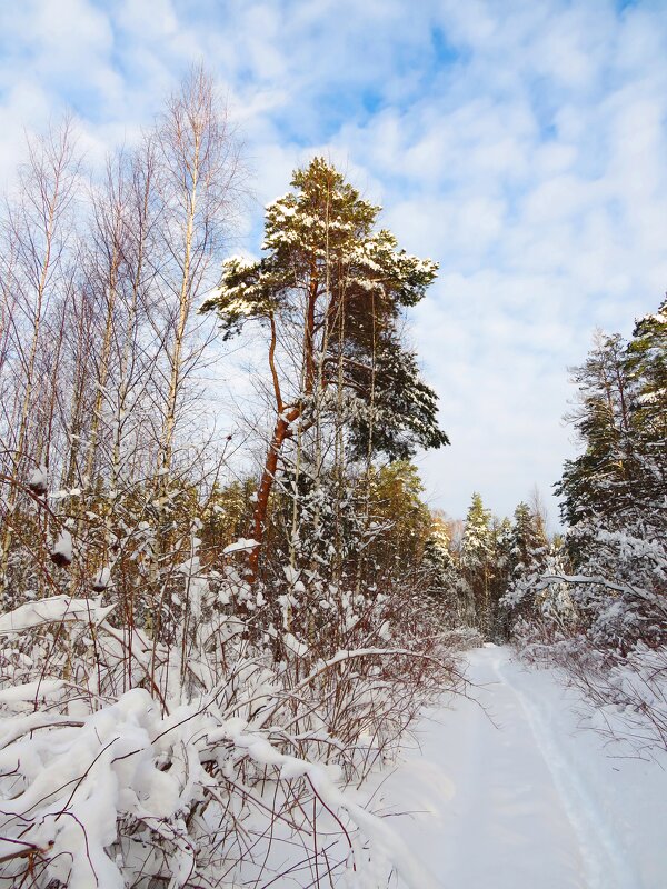 Тропинка в зимнем лесу - Андрей Снегерёв