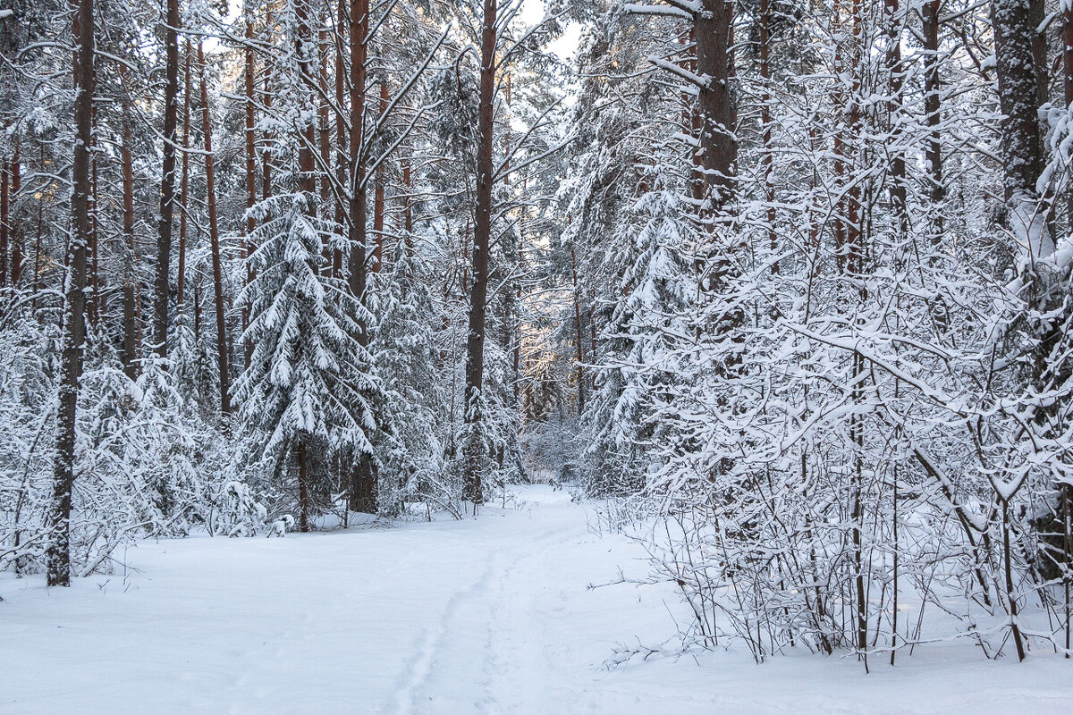 Один день из жизни зимнего леса - Svetlana Komarova