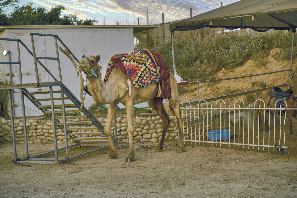 Верблюжья ферма  **Израиль - ujgcvbif 