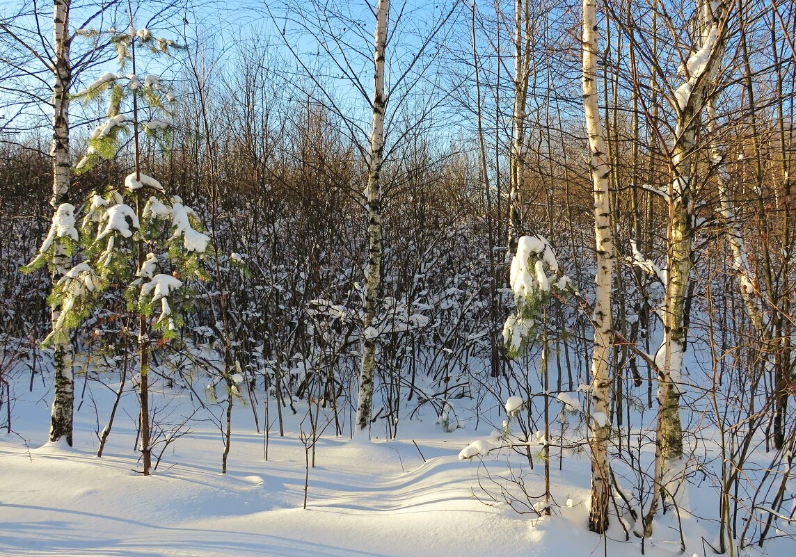 Солнечный зимний день - Андрей Снегерёв