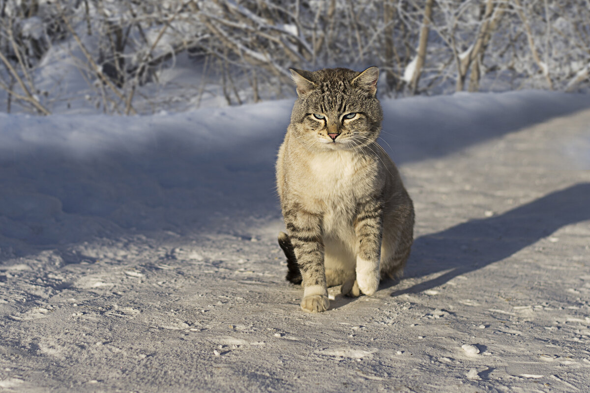 Суровый сибирский кот - Екатерина Z