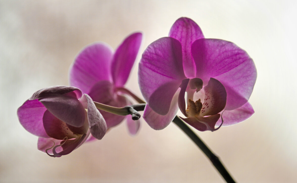 Цветёт орхидея! - barsuk lesnoi