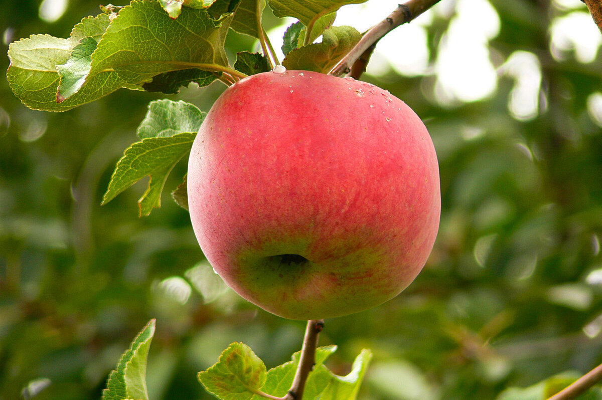 яблоко - alers faza 53 