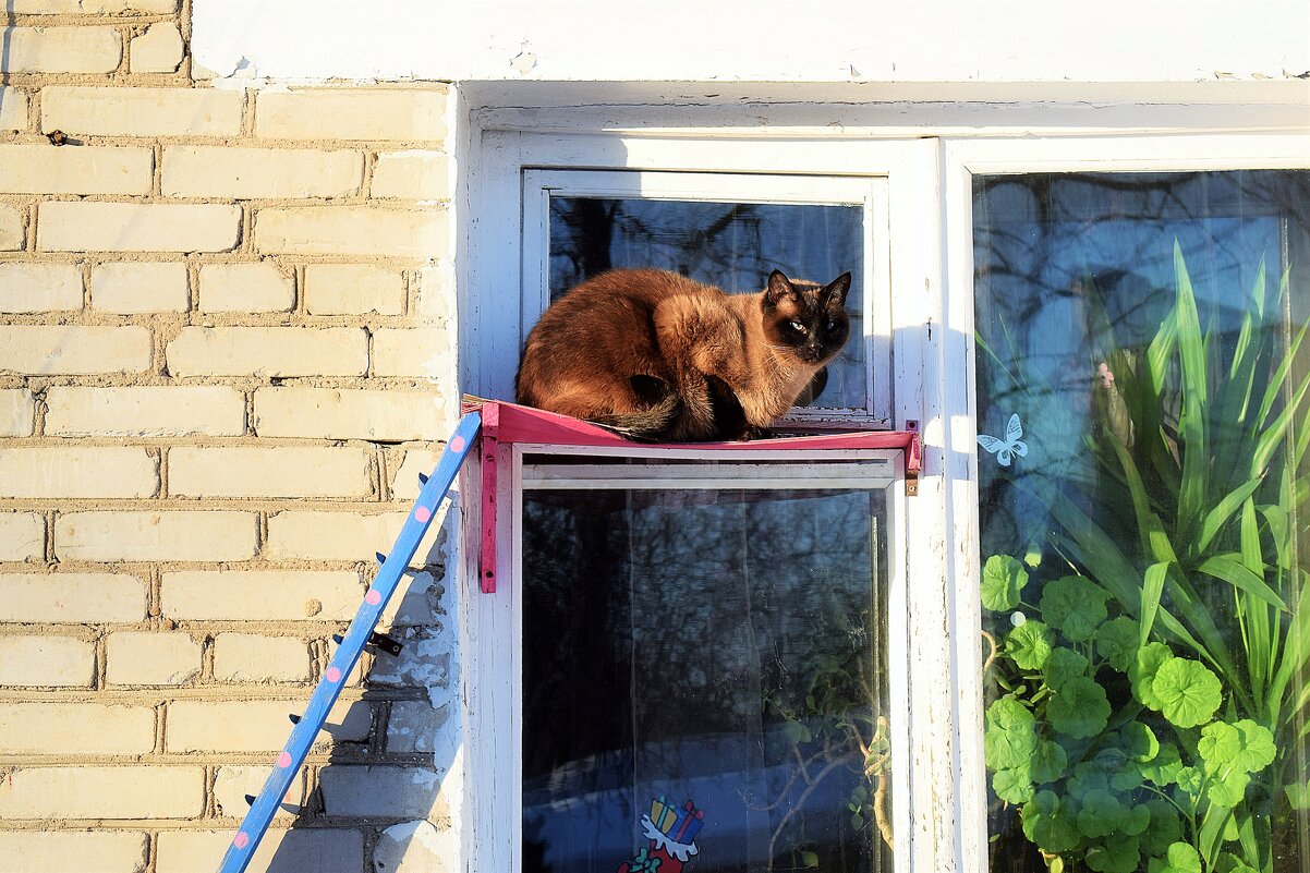 Кот оккупировал окошко. - Татьяна Помогалова